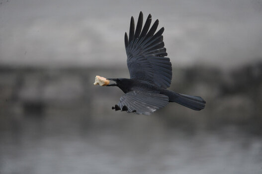 DSC_9154.2.jpg