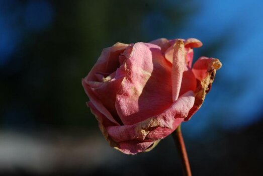 DSC_0024.jpg