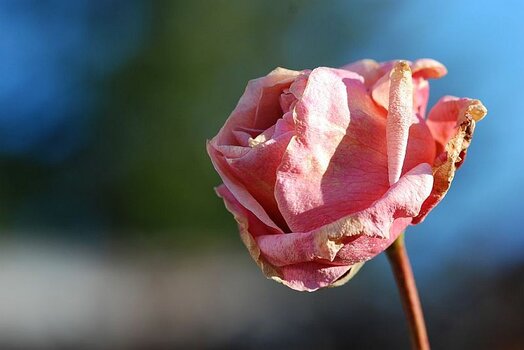 DSC_0025.jpg