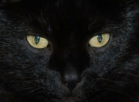 Mietzy Katzenaugen Maus.jpg