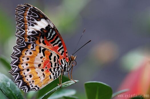 DSC_5526.1.jpg