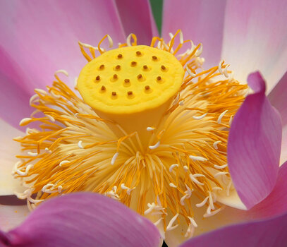Lotusblume01.jpg