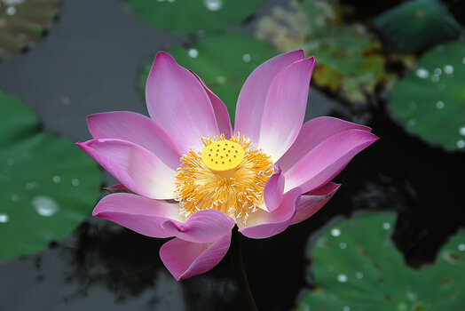 Lotusblume02.jpg