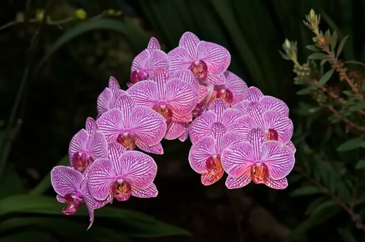 Orchideeweb.jpg
