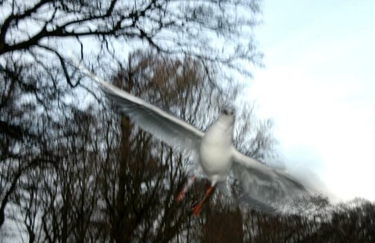 DSC_8358web.jpg