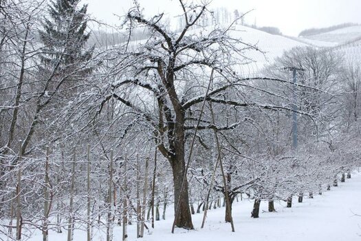 Winterobstbaume.jpg