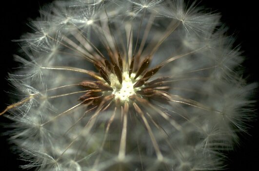 Löwenzahn2.jpg