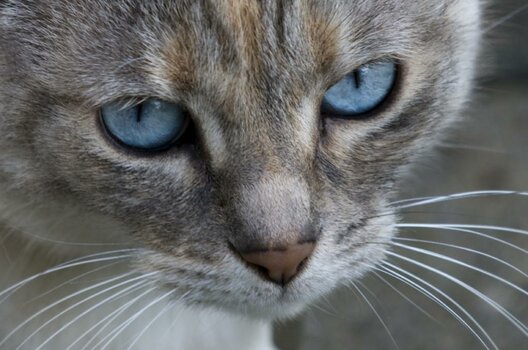 Luna2.jpg
