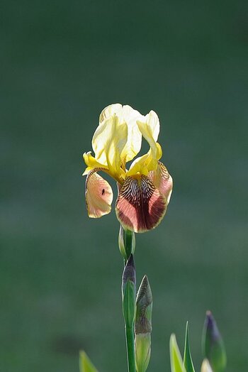 DSC_0679_041Corr.jpg