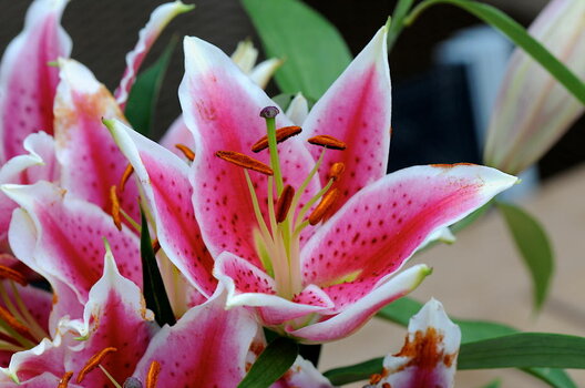 Blume_59.1.JPG