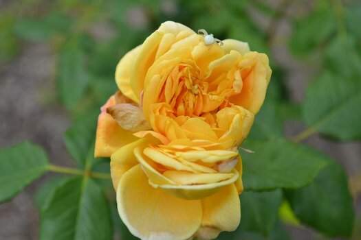 DSC_0153.jpg
