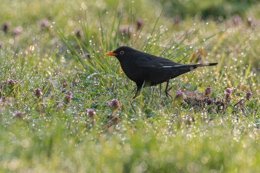 20190414-D50_8975.jpg
