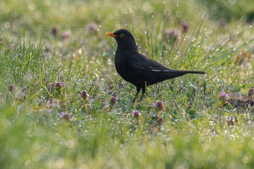 20190414-D50_8977.jpg