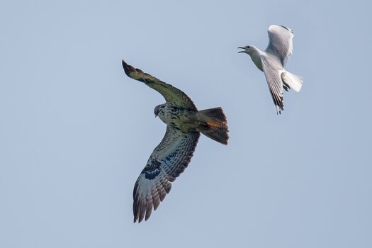 D50_0366_Möve scheucht Bussard IA_4_2019.jpg