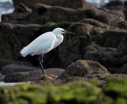Seidenreiher - Egretta garzetta - Little Egret - Aigrette garzette-7-1.jpg