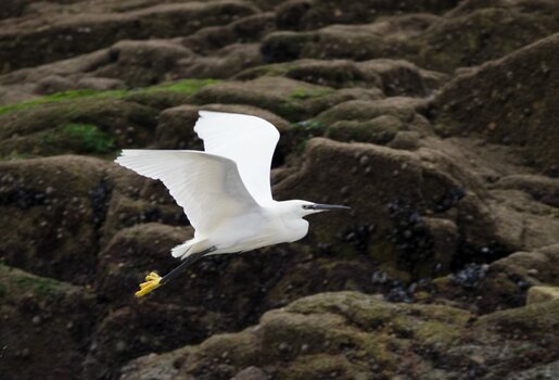 Seidenreiher - Egretta garzetta - Little Egret - Aigrette garzette-21-1.jpg