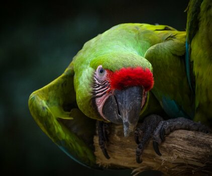 Military macaw-1.jpg