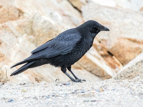 rook_03.psd-1-1.jpg