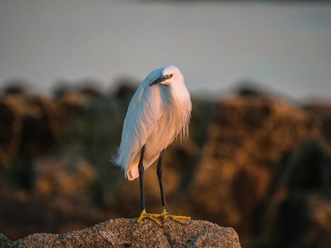 Seidenreiher - Egretta garzetta - Little Egret - Aigrette garzette-4-1.jpg