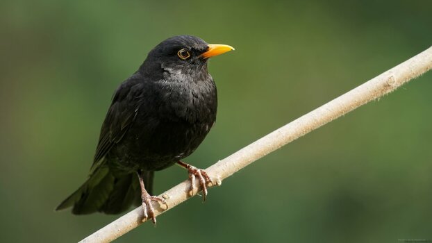 comp_500_2063_DxO -2 .jpg