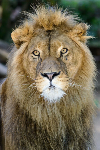 loewe_tsavo.jpg
