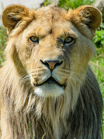 loewe_zooparc_overloon.jpg