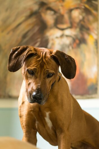 ridgeback-5879.jpg