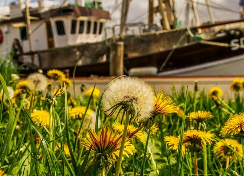 büsum Maifeiertag 14.jpg