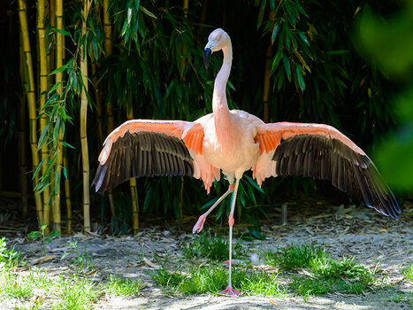 chilenischer_flamingo.jpg