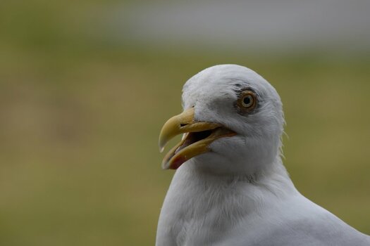 DSC_9028_00001.jpg
