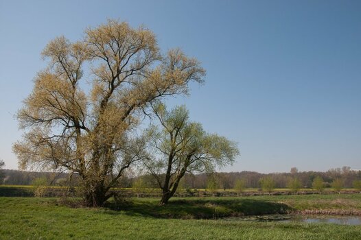 DSC_4700.jpg