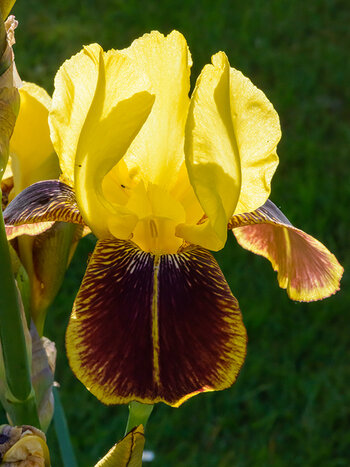 regenbogen-iris.jpg