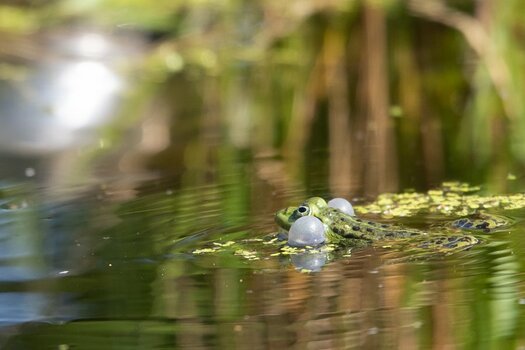 Frosch in meinem Garten.jpg