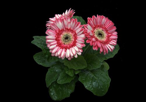 Gerbera2.jpg