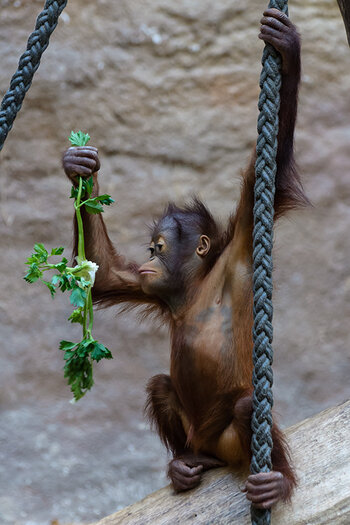 Orang-Utan_1.jpg