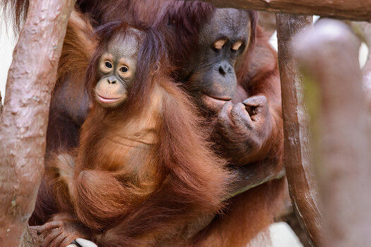 Orang-Utan_2.jpg