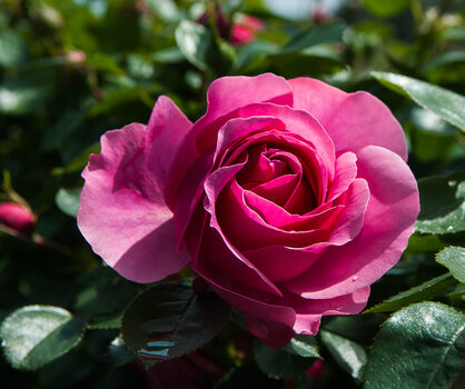 DSC_5617.jpg