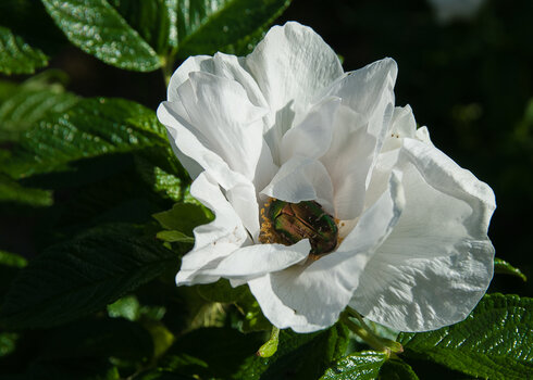 DSC_5487.jpg