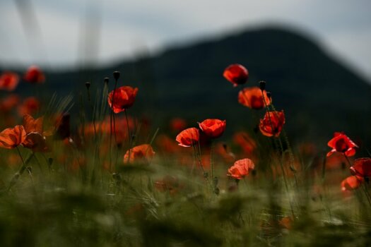 Mohn-2.jpg Mohn-2.jpg