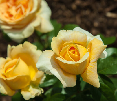 DSC_6021.jpg