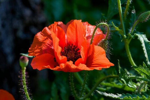 Mohn001.jpg Mohn001.jpg