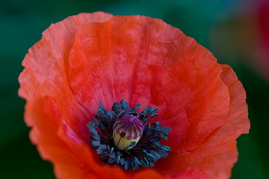 Mohn003.jpg Mohn003.jpg