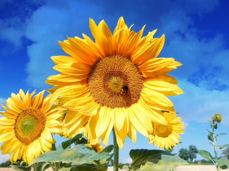 755456