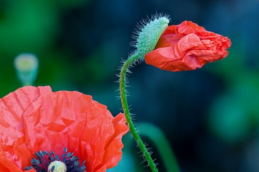 Mohn004.jpg Mohn004.jpg