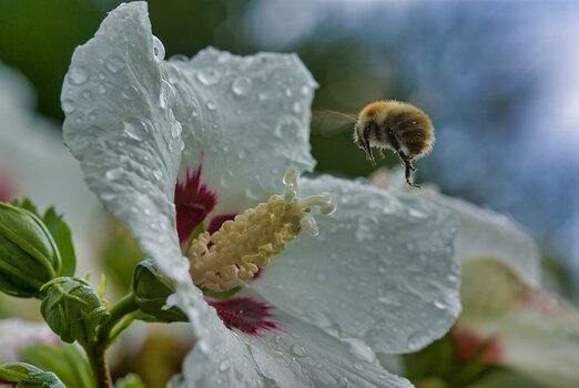 Blüten001.jpg