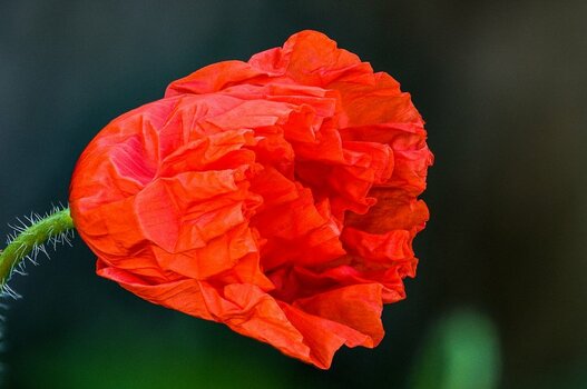Mohn005.jpg Mohn005.jpg