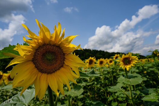 Sonnenblumen  13. Juli 2019-26.jpg