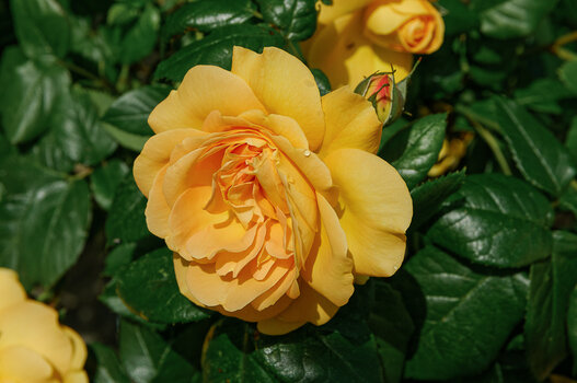 DSC_5639_DxO.jpg