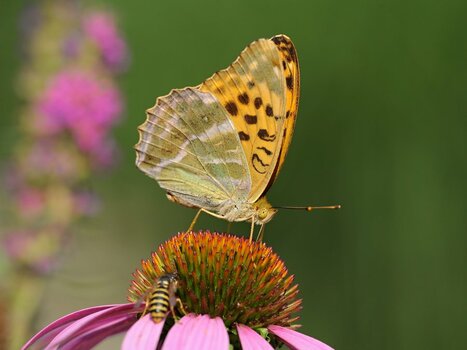 DSC_9393.JPG