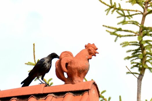 DSC_0272.jpg